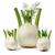 Fennel (bulb)