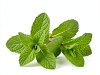 Mint (bunch)