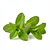 Mint (bunch)