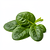 Fresh spinach (baby)