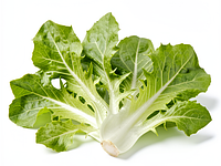 Frisée lettuce (curly)