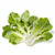 Sałata frisée (karbowana)