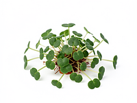 Microgreens (for decoration)