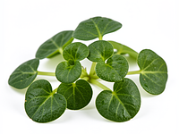 Rukiew wodna (watercress)