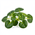 Rukiew wodna (watercress)