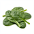 Fresh spinach (leaves)