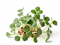 Microgreens