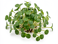 Microgreens