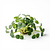 Microgreens (optional)