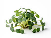 Microgreens (optional)
