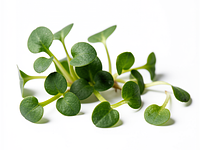 Microgreens (optional)