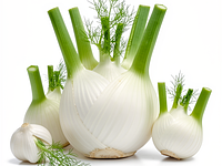 Fennel (bulb of Florence fennel)