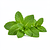 Fresh mint leaves