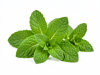 Fresh mint leaves