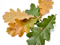 Oak leaves