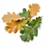 Oak leaves