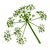 Dill with umbrellas