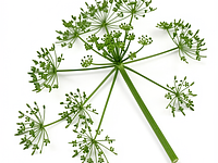 Dill with umbrellas