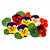 Edible flowers (e.g. pansies, nasturtiums)
