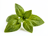 Basil sprig for decoration