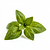 Basil sprig for decoration