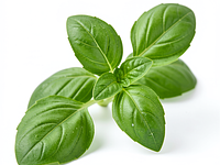 Micro-basil