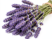 Dried culinary lavender