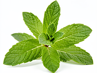 Gałązka świeżej mięty