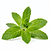 Sprig of fresh mint