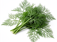 Fresh dill