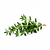 Thyme (fresh)