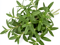 Fresh tarragon