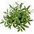 Fresh tarragon