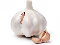 Head of garlic