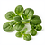 Lamb's lettuce