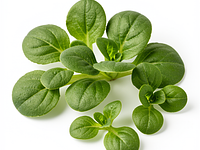 Lamb's lettuce