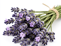 Dried culinary lavender