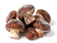 Frozen bay boletes