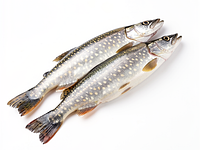 Pikeperch fillet