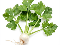 Parsley root