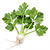 Parsley root