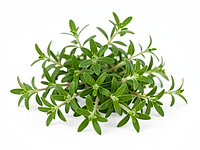 Fresh marjoram