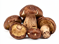 Dried porcini mushrooms