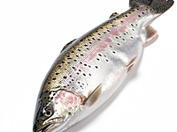 Fresh trout fillet