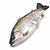 Fresh trout fillet