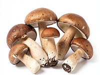 Fresh forest mushrooms