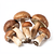 Fresh forest mushrooms