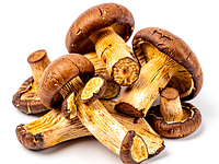 Dried boletus mushrooms