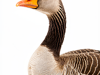 Goose carcass with neck