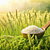 Long-grain rice (for the clearing)
